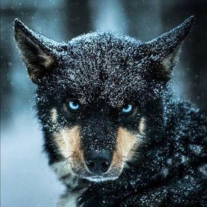 Meet your Posher, Harkamal